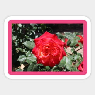 Flower Red Rose Sticker